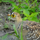 Double Banded sand grouse