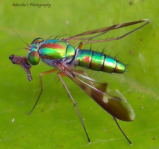 Long legged fly