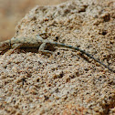 Banded rock lizard