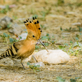 by Mustafa Gulzari - Animals Birds