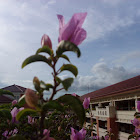 Bougainvillea