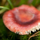 Russula