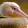 Great White Pelican (juvenile)