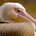 Great White Pelican (juvenile)