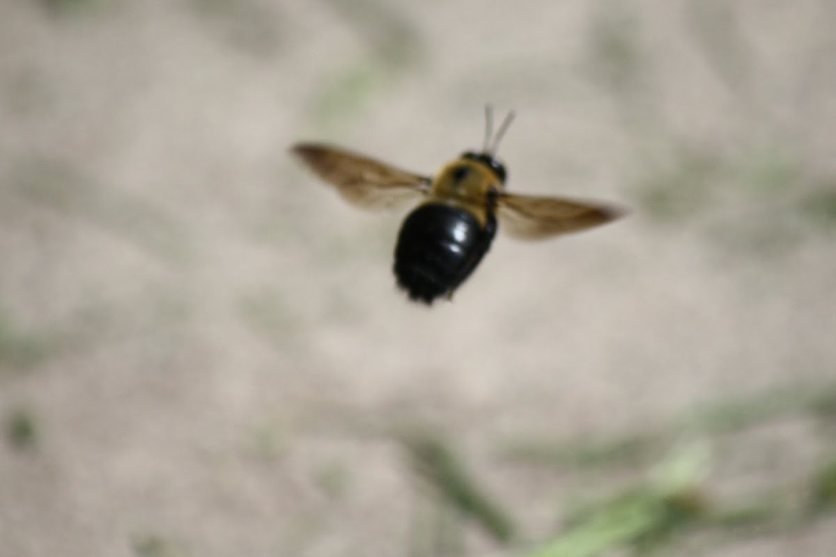 eastern carpenter bee