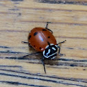 convergent ladybug
