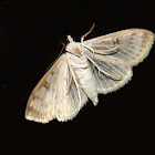 Unknown Moth