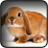 Cute Rabbits Wallpapers mobile app icon