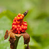 Arum italicum