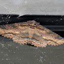 Lunate Zale moth