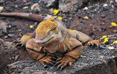 Silversea guests are likely to see a land Iguana while adventuring the lands of Galapagos.