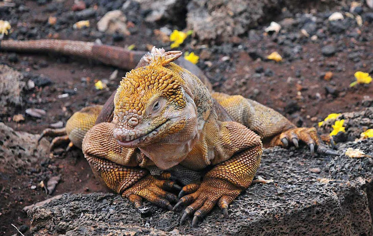 Silversea guests are likely to see a land Iguana while adventuring the lands of Galapagos.