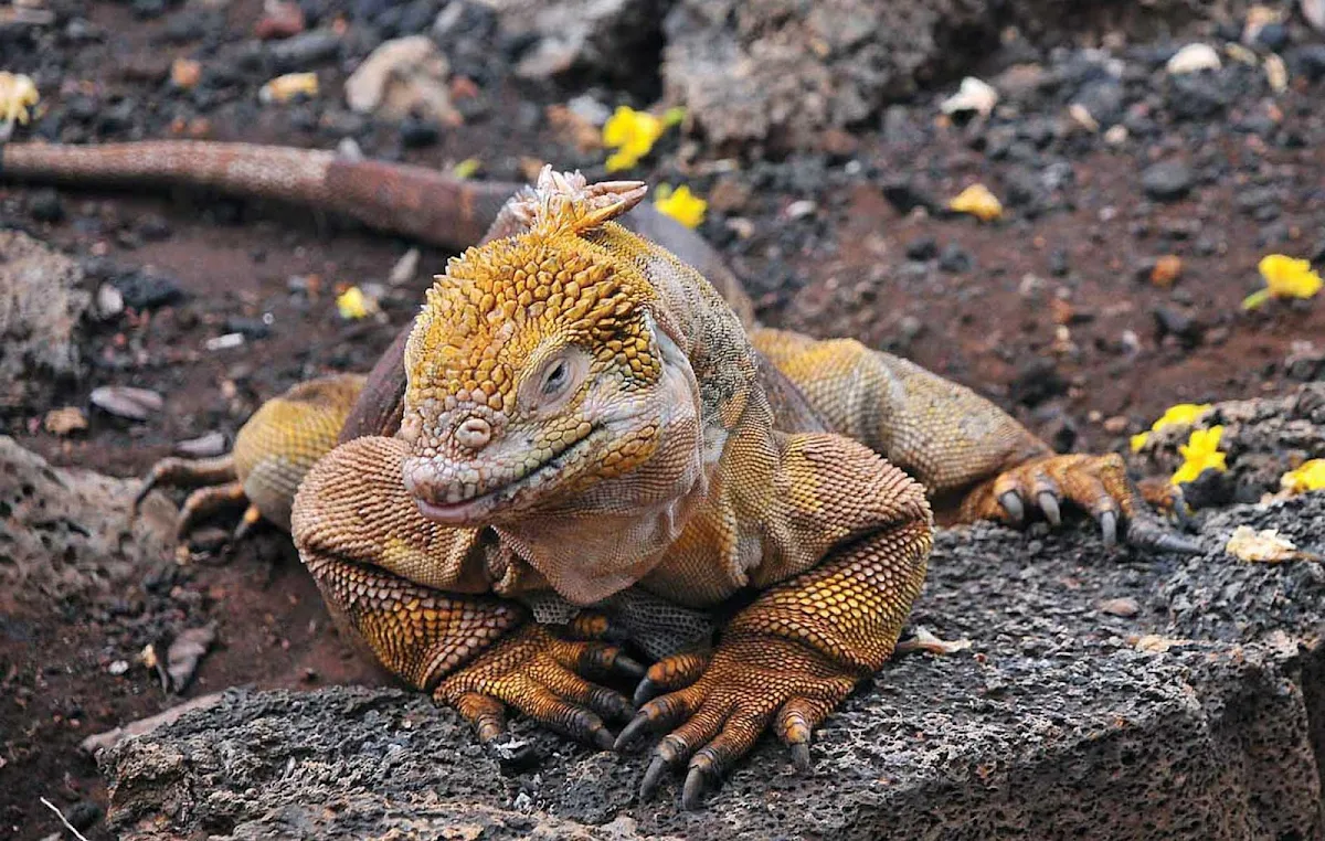 Galapagos_land_iguana - Silversea guests are likely to see a land Iguana while adventuring the lands of Galapagos.