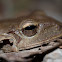 Common Treefrog