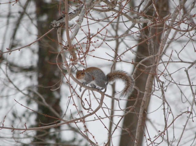 eastern grey squirrel