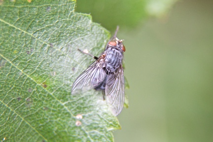 Common Flesh Fly