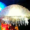 Neo jellyfish