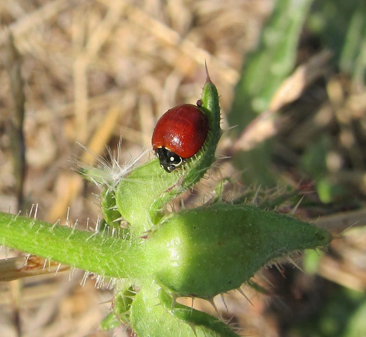 Spotless Ladybug