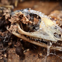 Brown Cuban Anoles Skull