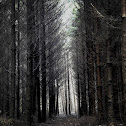 Spruce woods