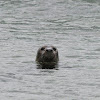 Foca común (Common Seal)