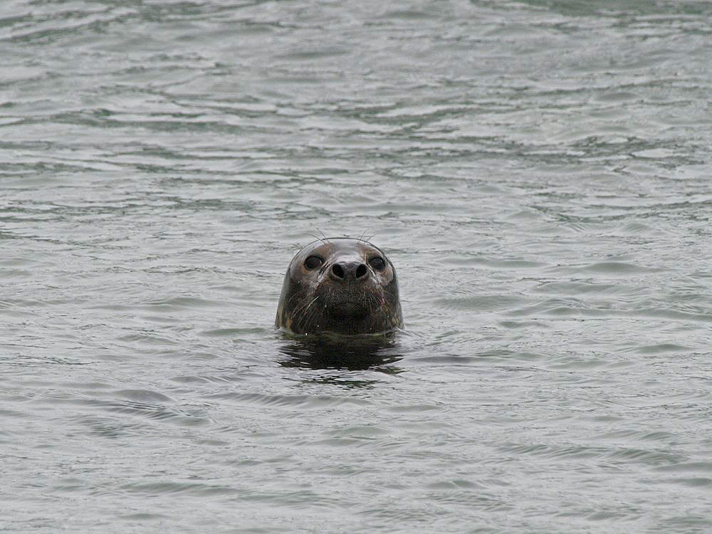 Foca común (Common Seal)