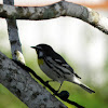 Yellow throated warbler