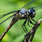 Great Blue Skimmer dragonfly (immature male)