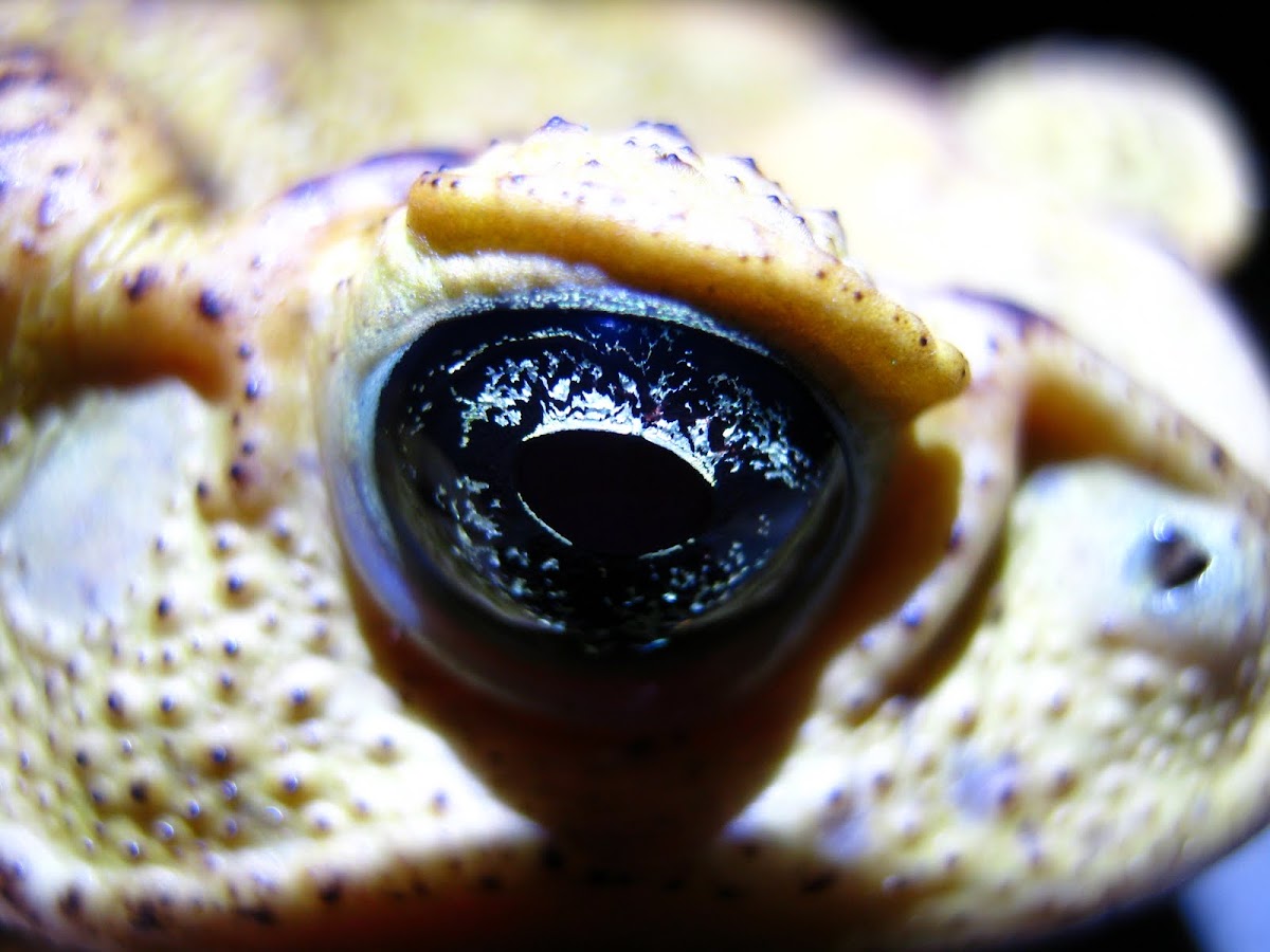 Cane toad, Sapo Cururu (PT-BR)