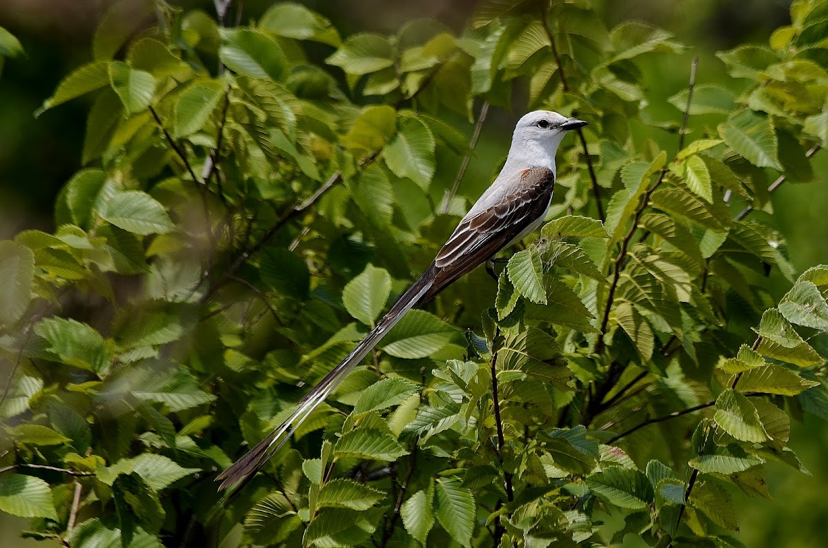 Texas bird-of-paradise (Scissor-tail Flycatcher)