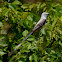 Texas bird-of-paradise (Scissor-tail Flycatcher)