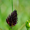 Black Vanilla Orchid, Črna murka