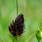 Black Vanilla Orchid, Črna murka