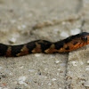 Florida Banded Water Snake (young)