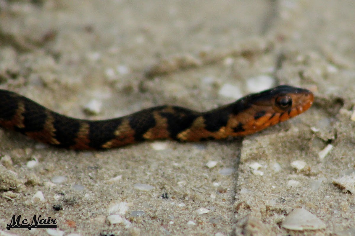 Florida Banded Water Snake (young)