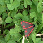 Cinnabar Moth