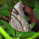 Common Evening Brown