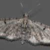 small grey moth