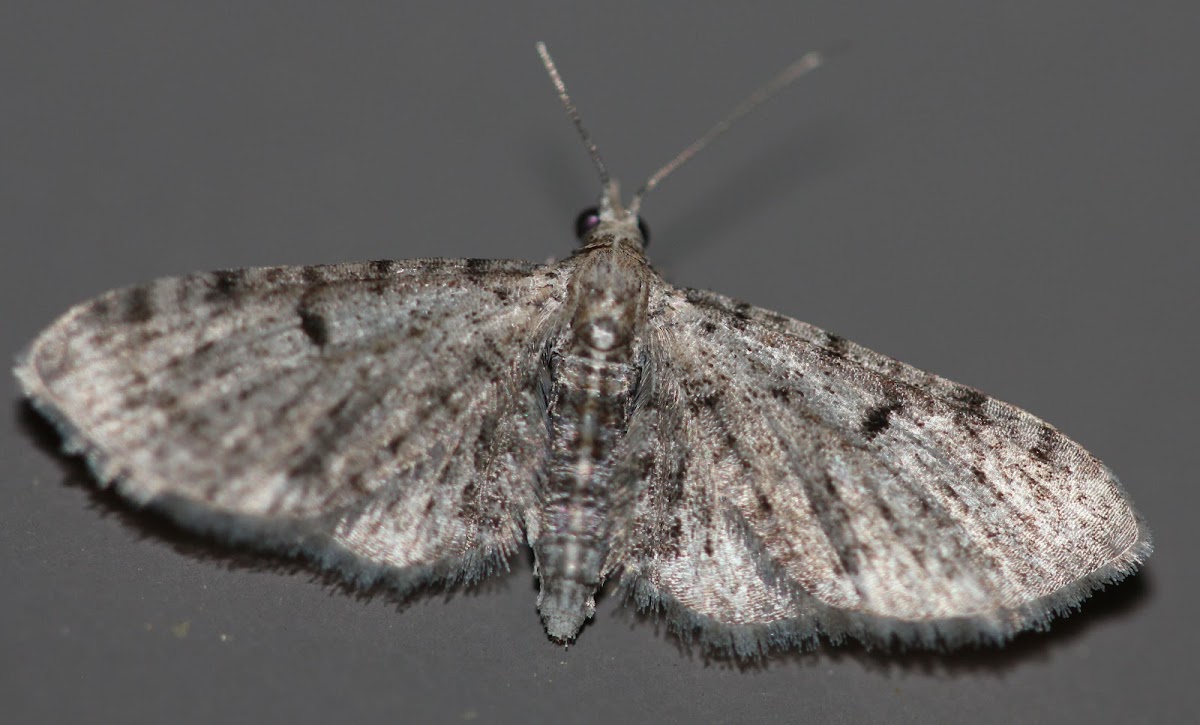 small grey moth