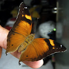 Leafwing Butterfly