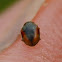 Loew's scymnus lady beetle