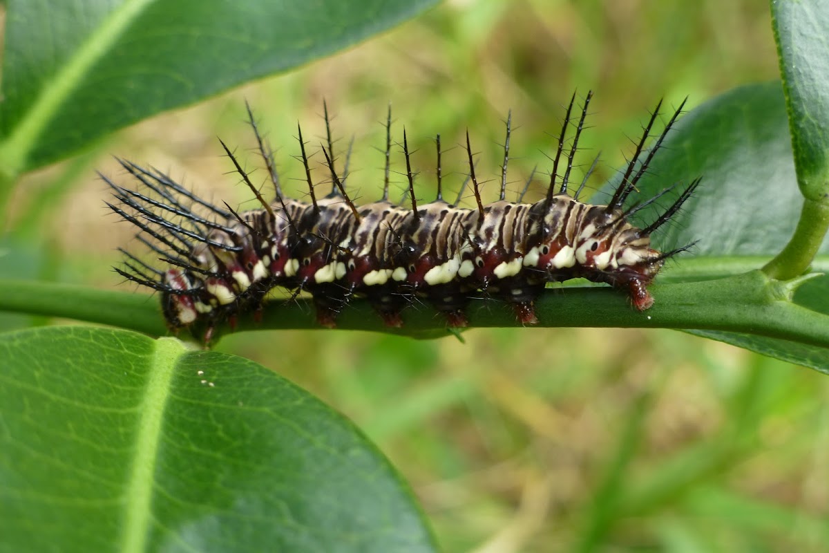 Julia  Heliconian caterpillar