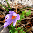 Crocus Holandés