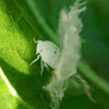 White Moth Cicada