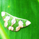 Green  moth