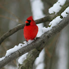 Northern Cardinal