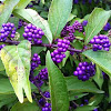 Purple beautyberry