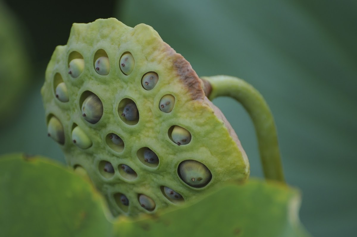 Water Lily Seed Pods