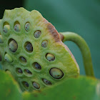 Water Lily Seed Pods
