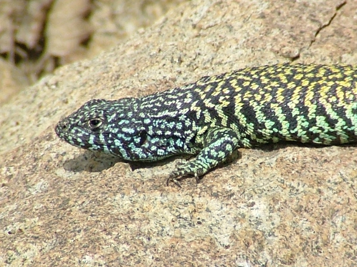 Lagartija Verde (Macho) / Jewel Lizard (Male)